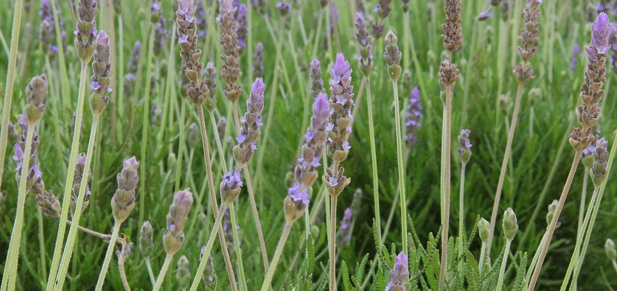 Provenciaalse kruiden