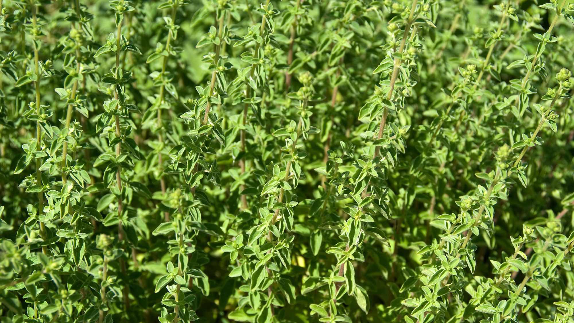 Oregano