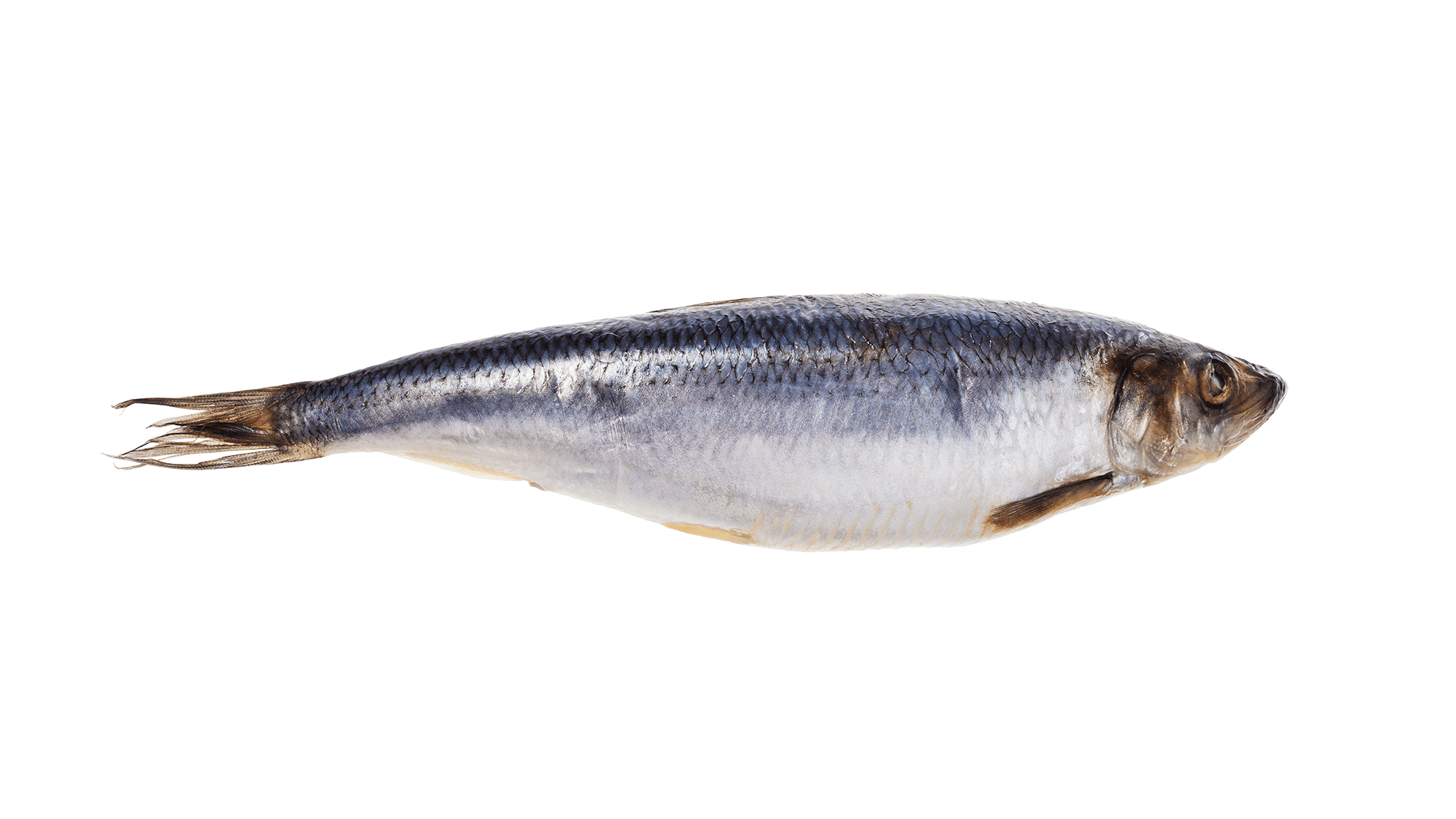 Hoe kruid je haring?